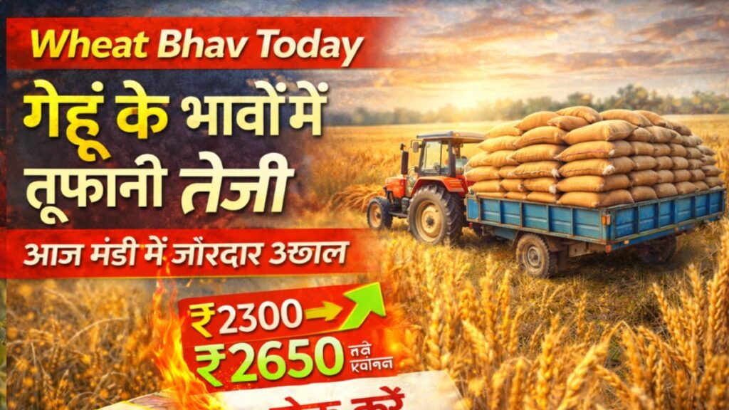 Wheat Bhav Today