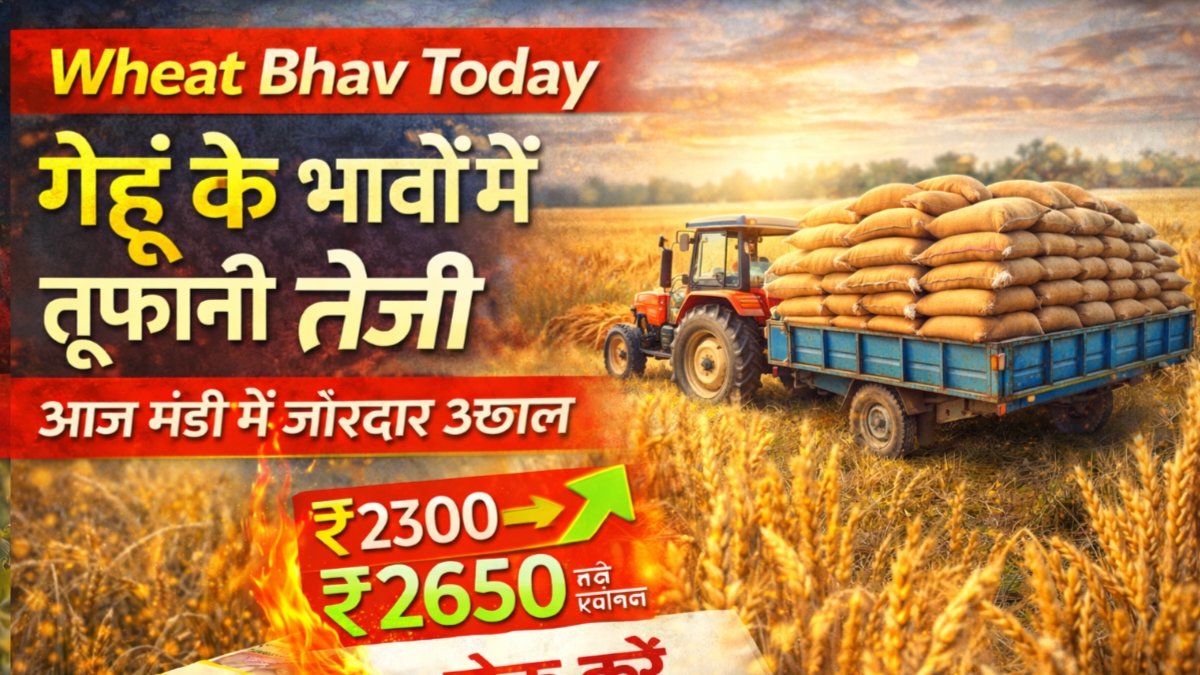 Wheat Bhav Today